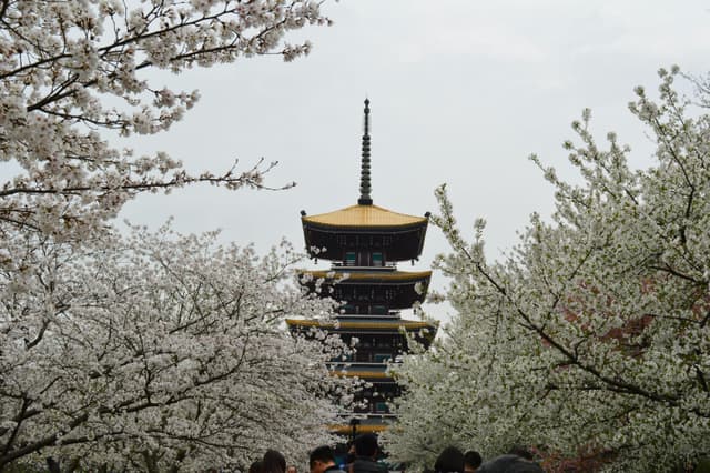Stunning cherry blossoms frame a traditional pagoda in Wuhan, China during springtime.