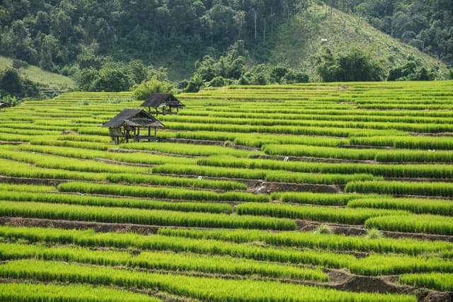 Explore the vibrant green terraced rice fields in Thailand's picturesque countryside.