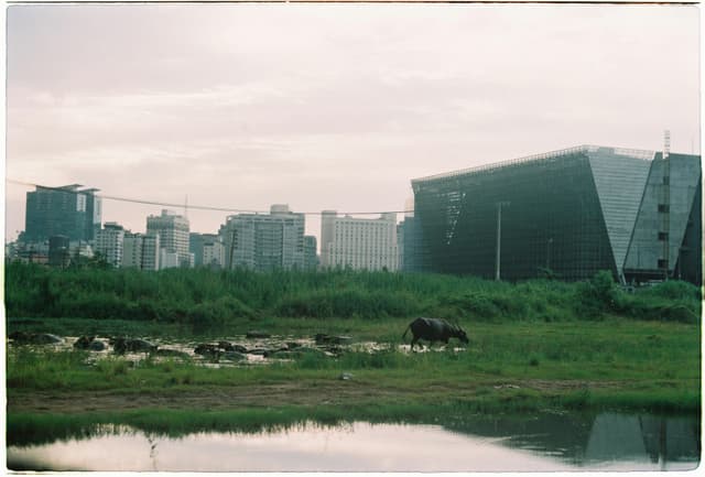 A juxtaposition of a buffalo grazing in front of a modern city skyline.