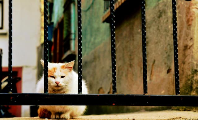 Charming street cat resting calmly behind iron bars in Kastamonu, Turkey.