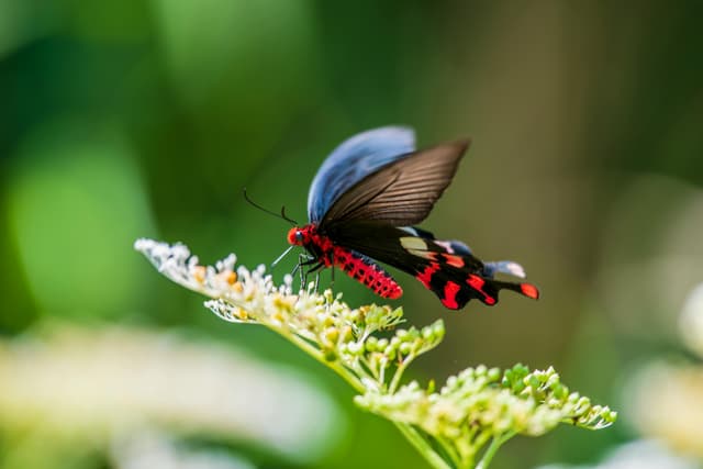 Close-up of a stunning red and black butterfly perched on delicate blossoms, capturing nature's vivid elegance.
